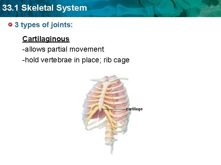 33. 1 Skeletal System 3 types of joints: Cartilaginous -allows partial movement -hold vertebrae