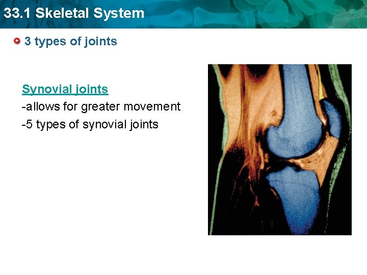 33. 1 Skeletal System 3 types of joints Synovial joints -allows for greater movement