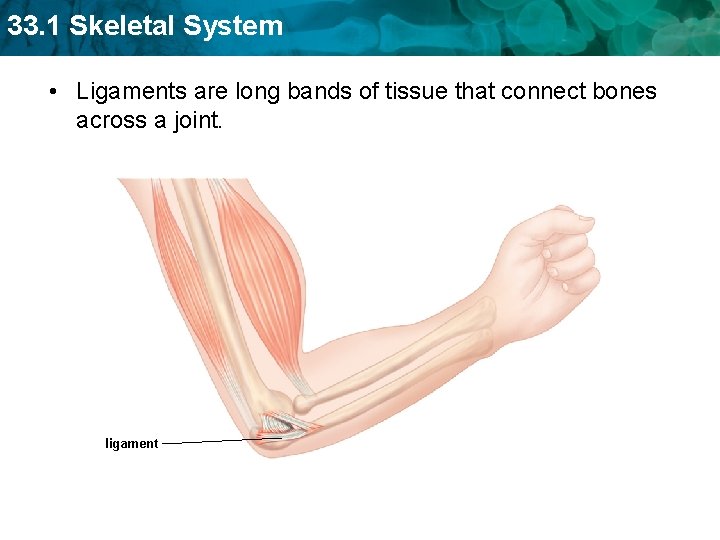 33. 1 Skeletal System • Ligaments are long bands of tissue that connect bones