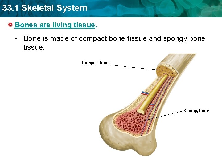 33. 1 Skeletal System Bones are living tissue. • Bone is made of compact