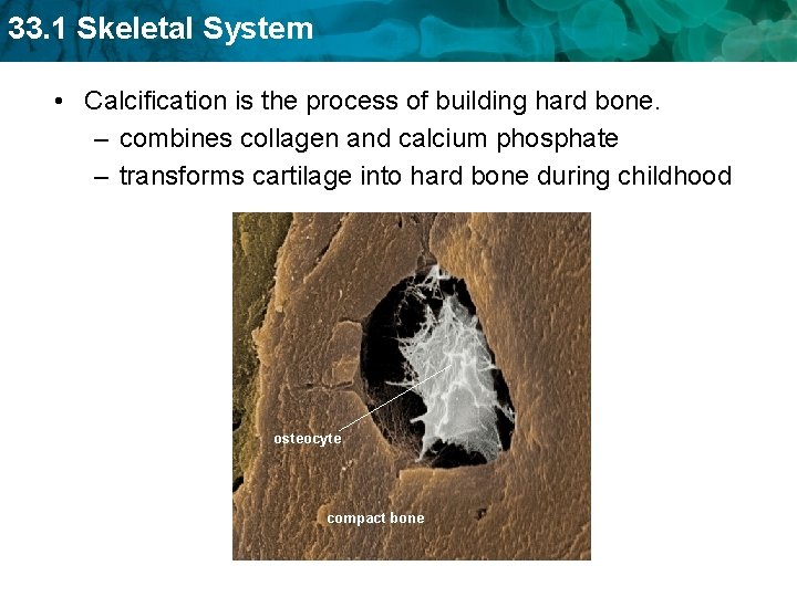 33. 1 Skeletal System • Calcification is the process of building hard bone. –