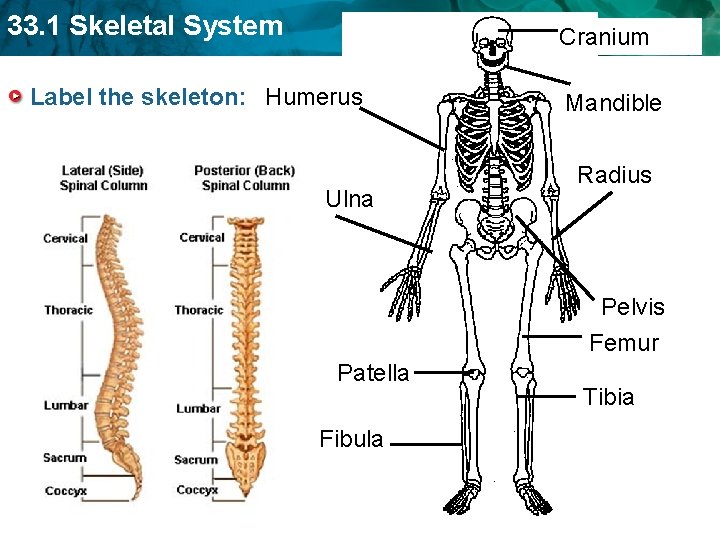 33. 1 Skeletal System Cranium Label the skeleton: Humerus Ulna Mandible Radius Pelvis Femur