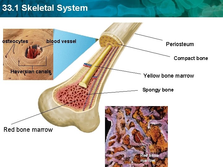 33. 1 Skeletal System osteocytes blood vessel Periosteum Compact bone Haversian canals Yellow bone