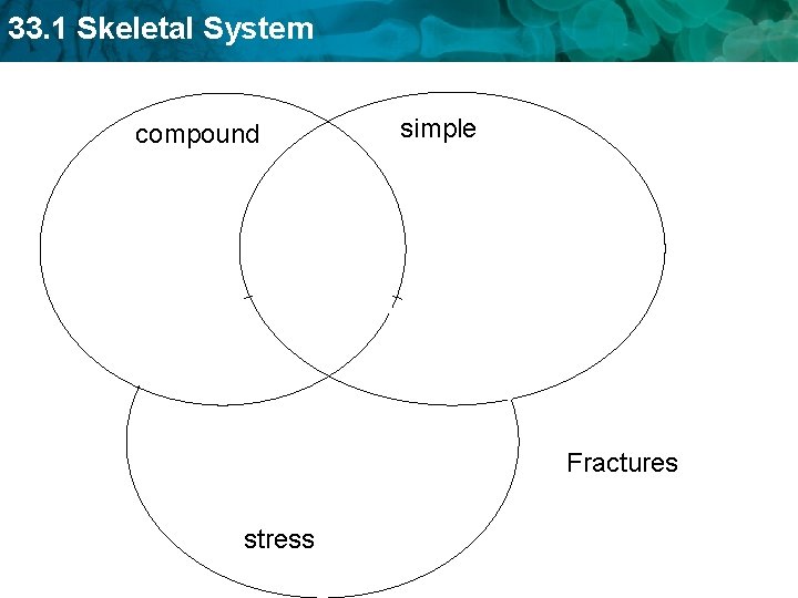 33. 1 Skeletal System compound simple Fractures stress 