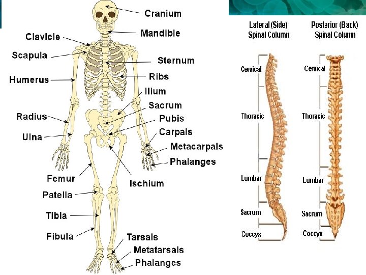 33. 1 Skeletal System 