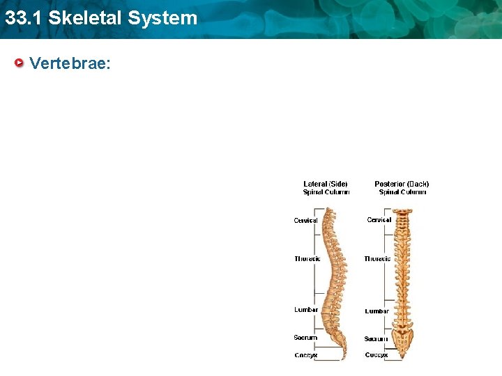 33. 1 Skeletal System Vertebrae: 