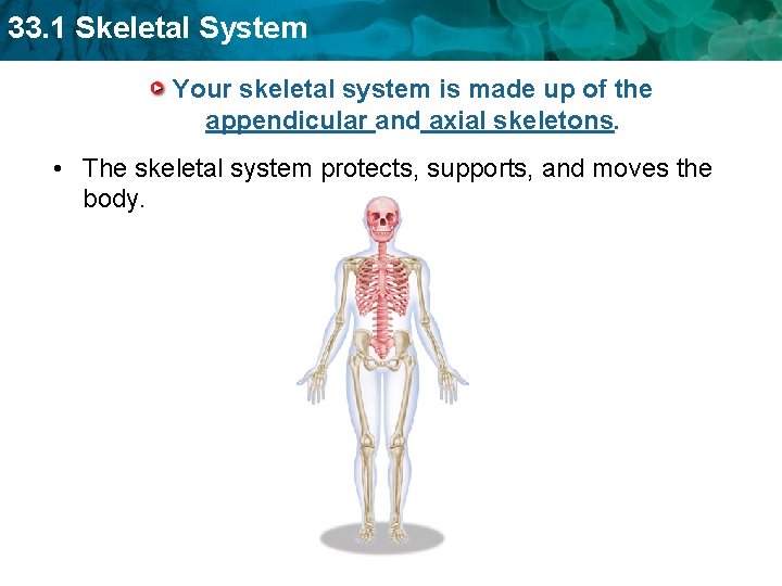 33. 1 Skeletal System Your skeletal system is made up of the appendicular and