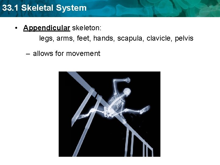 33. 1 Skeletal System • Appendicular skeleton: legs, arms, feet, hands, scapula, clavicle, pelvis