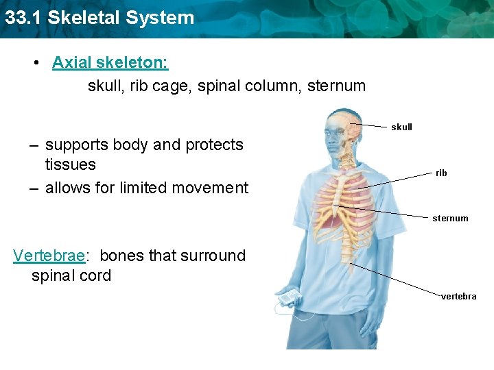 33. 1 Skeletal System • Axial skeleton: skull, rib cage, spinal column, sternum skull