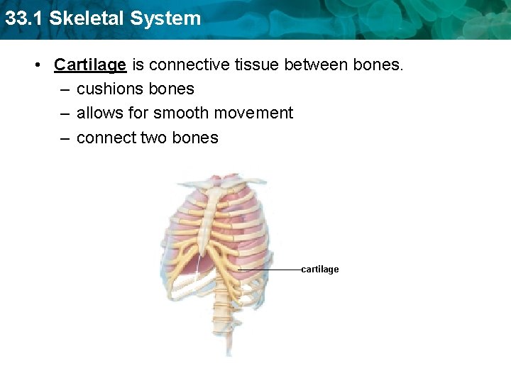 33. 1 Skeletal System • Cartilage is connective tissue between bones. – cushions bones