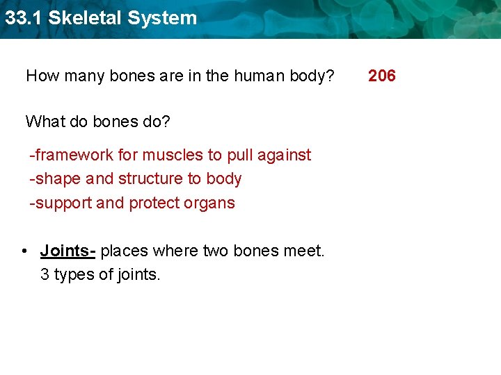 33. 1 Skeletal System How many bones are in the human body? What do