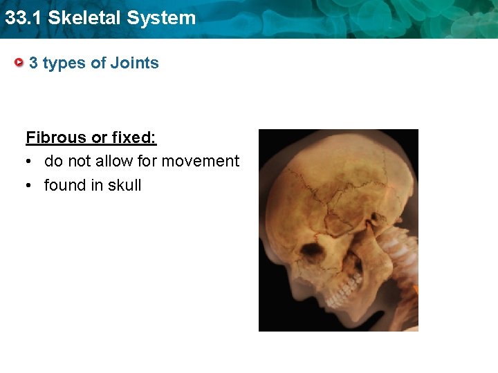 33. 1 Skeletal System 3 types of Joints Fibrous or fixed: • do not