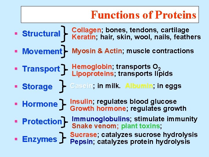 Functions of Proteins § Structural Collagen; Collagen bones, tendons, cartilage Keratin; Keratin hair, skin,