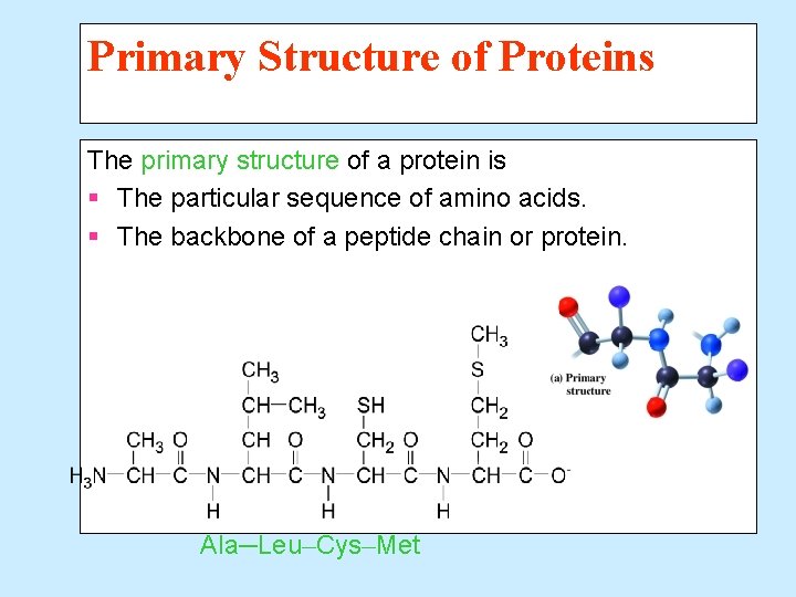 Primary Structure of Proteins The primary structure of a protein is § The particular