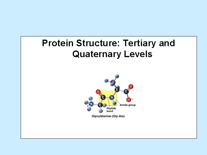 Protein Structure: Tertiary and Quaternary Levels 