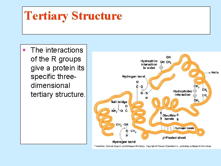 Tertiary Structure § The interactions of the R groups give a protein its specific