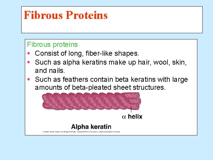 Fibrous Proteins Fibrous proteins § Consist of long, fiber-like shapes. § Such as alpha