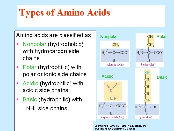 Types of Amino Acids Amino acids are classified as Nonpolar Polar § Nonpolar (hydrophobic)