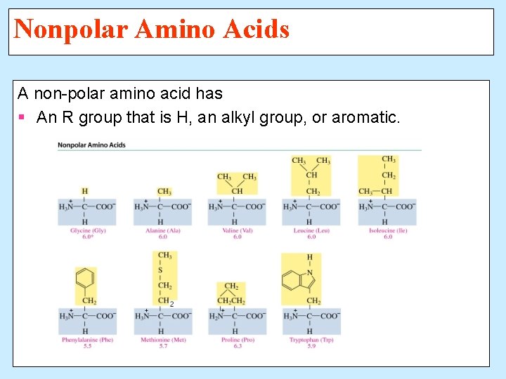 Nonpolar Amino Acids A non-polar amino acid has § An R group that is