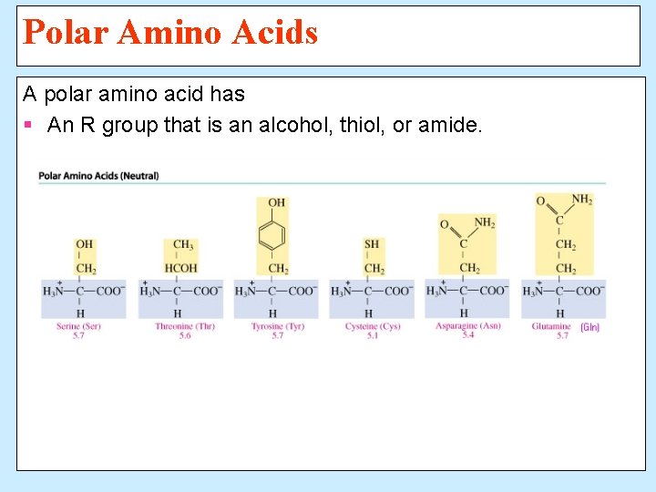 Polar Amino Acids A polar amino acid has § An R group that is