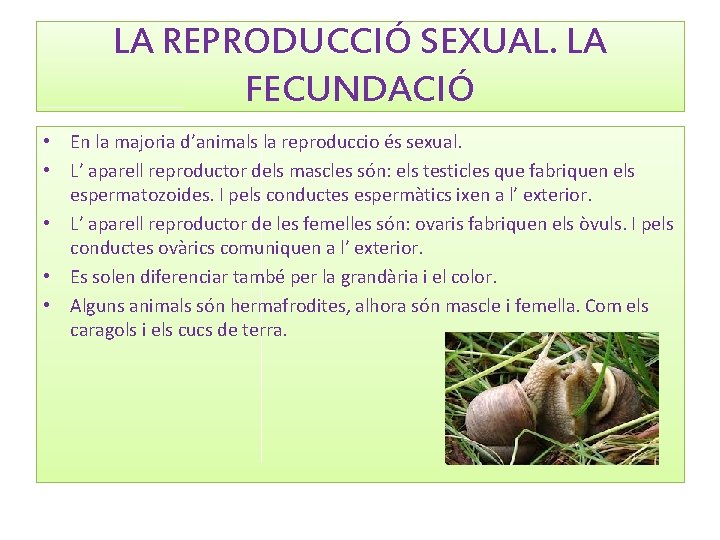 LA REPRODUCCIÓ SEXUAL. LA FECUNDACIÓ • En la majoria d’animals la reproduccio és sexual.