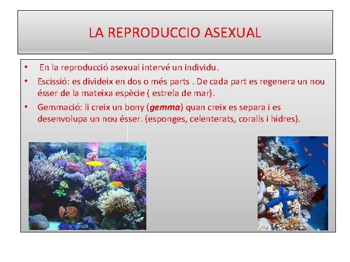 LA REPRODUCCIO ASEXUAL • En la reproducció asexual intervé un individu. • Escissió: es