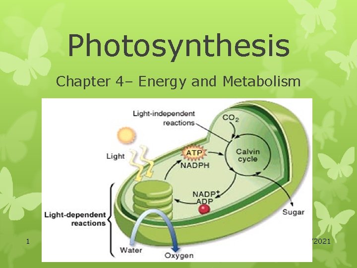 Photosynthesis Chapter 4– Energy and Metabolism 1 SB 3 a 10/30/2021 
