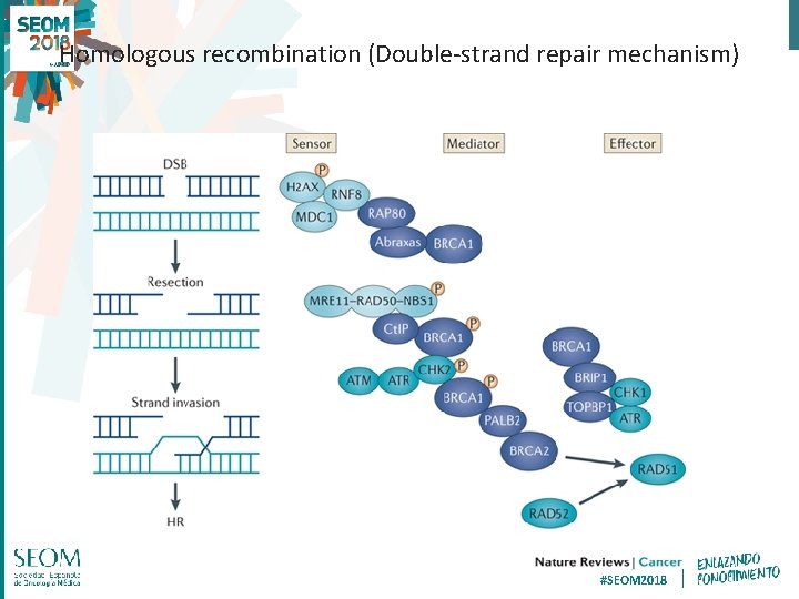 Homologous recombination (Double-strand repair mechanism) #SEOM 2018 