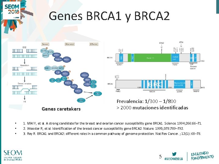 Genes BRCA 1 y BRCA 2 Genes caretakers • • • Prevalencia: 1/300 –