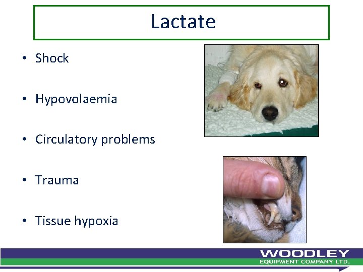 Lactate • Shock • Hypovolaemia • Circulatory problems • Trauma • Tissue hypoxia 