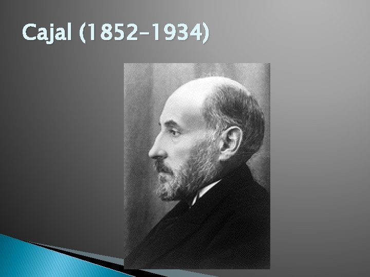 Cajal (1852– 1934) 