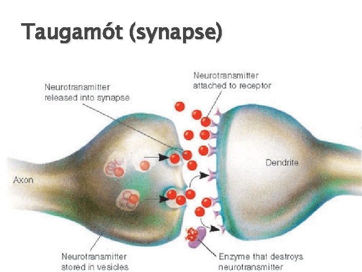 Taugamót (synapse) 