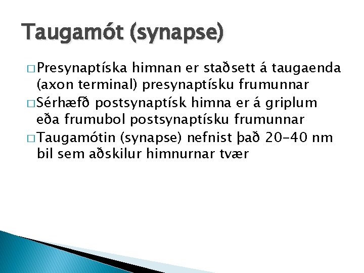 Taugamót (synapse) � Presynaptíska himnan er staðsett á taugaenda (axon terminal) presynaptísku frumunnar �