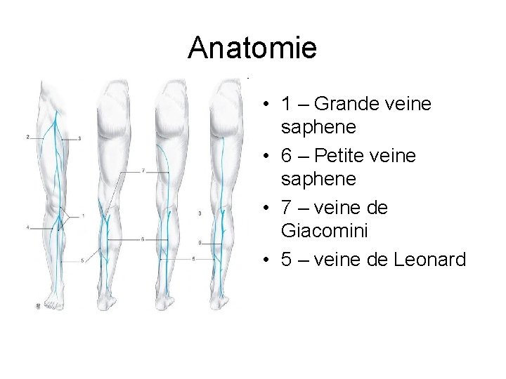 Anatomie • 1 – Grande veine saphene • 6 – Petite veine saphene •