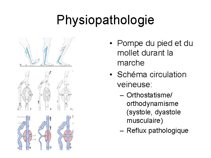 Physiopathologie • Pompe du pied et du mollet durant la marche • Schéma circulation