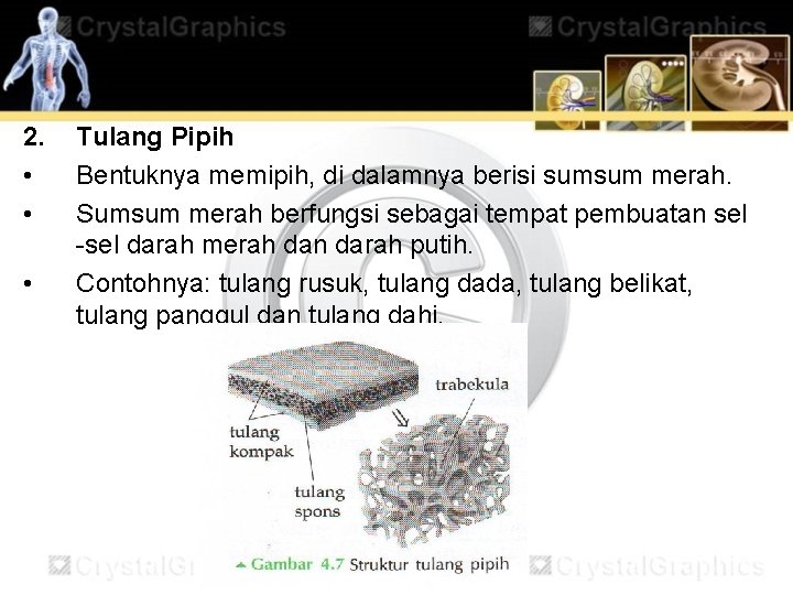 2. • • • Tulang Pipih Bentuknya memipih, di dalamnya berisi sumsum merah. Sumsum