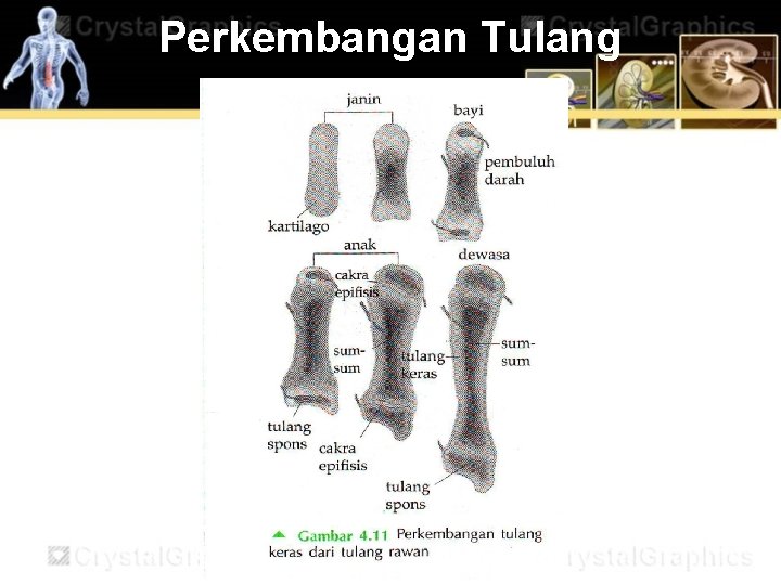 Perkembangan Tulang 