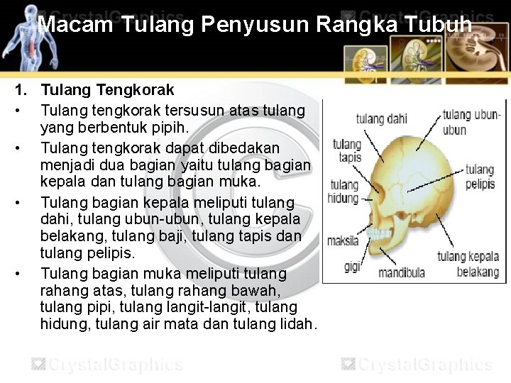 Macam Tulang Penyusun Rangka Tubuh 1. Tulang Tengkorak • Tulang tengkorak tersusun atas tulang