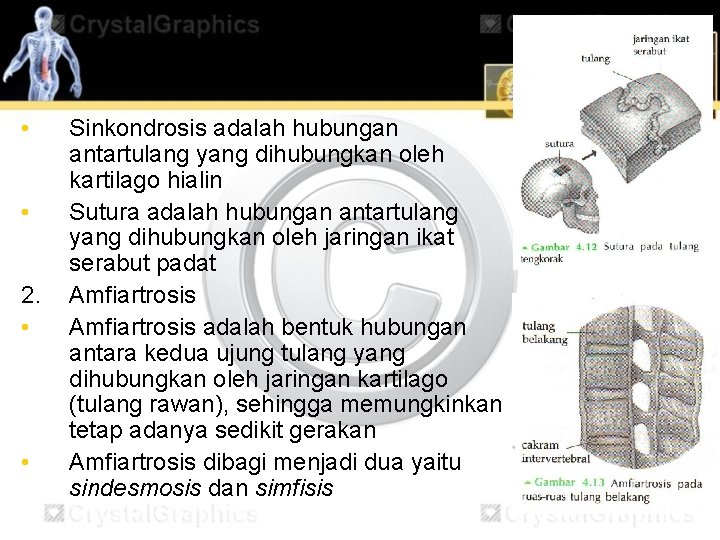  • • 2. • • Sinkondrosis adalah hubungan antartulang yang dihubungkan oleh kartilago