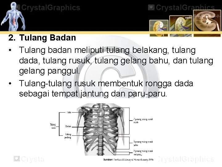 2. Tulang Badan • Tulang badan meliputi tulang belakang, tulang dada, tulang rusuk, tulang