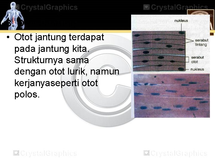 3. Otot Jantung • Otot jantung terdapat pada jantung kita. Strukturnya sama dengan otot