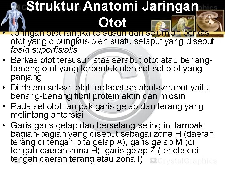 Struktur Anatomi Jaringan Otot • Jaringan otot rangka tersusun dari sejumlah berkas otot yang