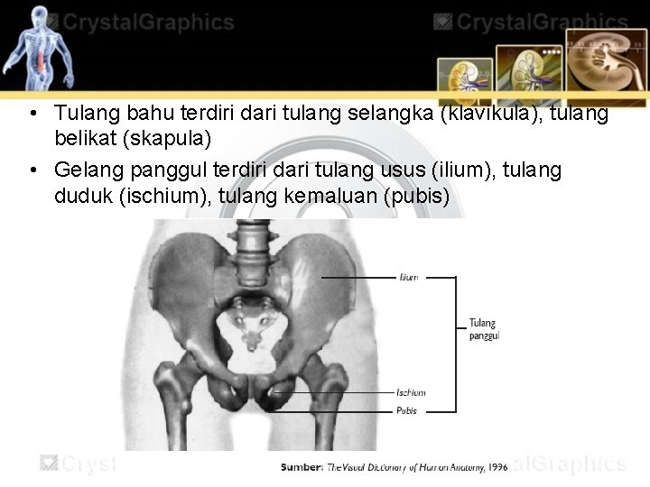  • Tulang bahu terdiri dari tulang selangka (klavikula), tulang belikat (skapula) • Gelang