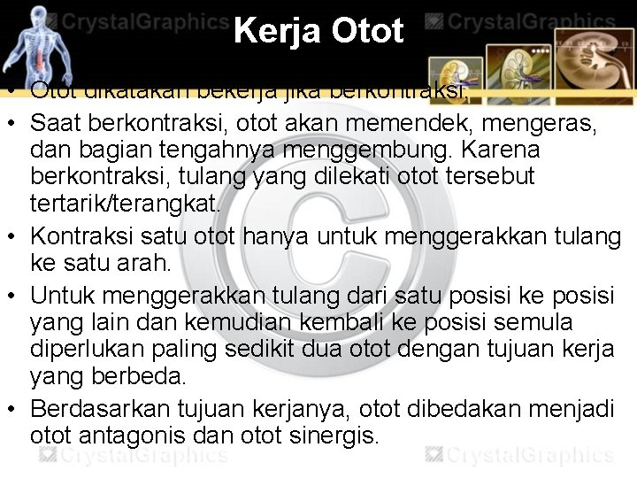 Kerja Otot • Otot dikatakan bekerja jika berkontraksi. • Saat berkontraksi, otot akan memendek,