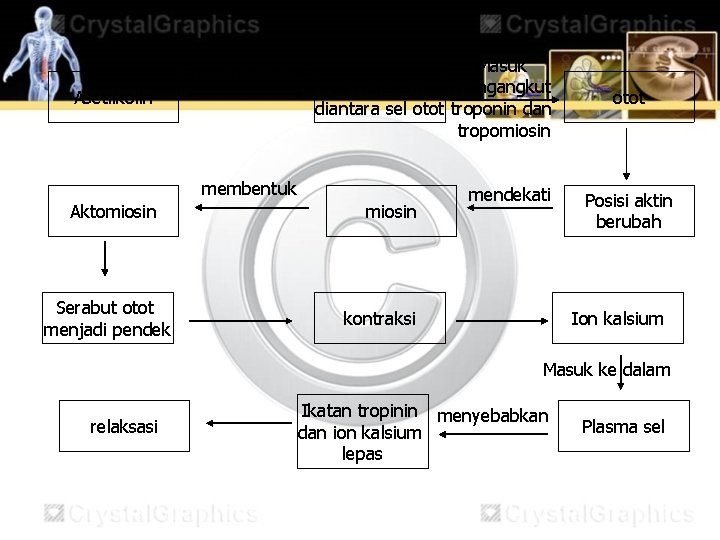 membebaskan Asetilkolin Masuk Ion kalsium mengangkut diantara sel otot troponin dan tropomiosin membentuk Aktomiosin