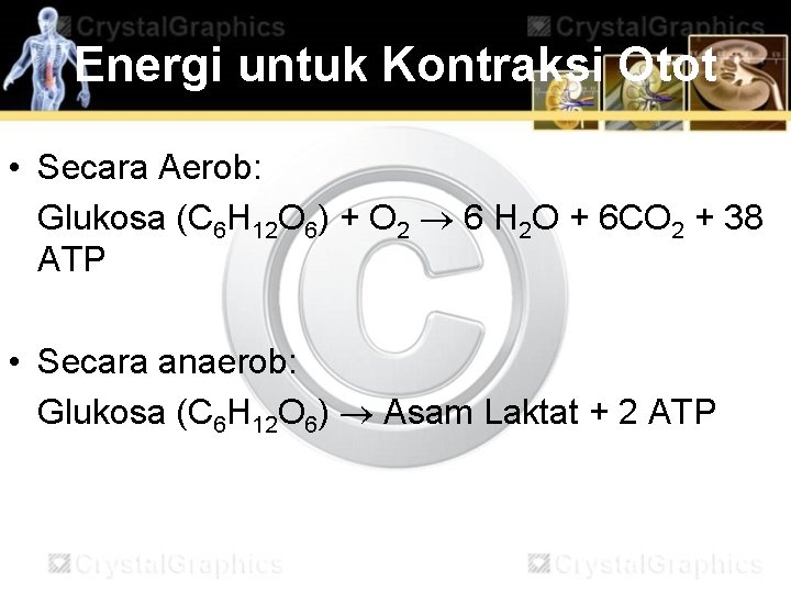 Energi untuk Kontraksi Otot • Secara Aerob: Glukosa (C 6 H 12 O 6)