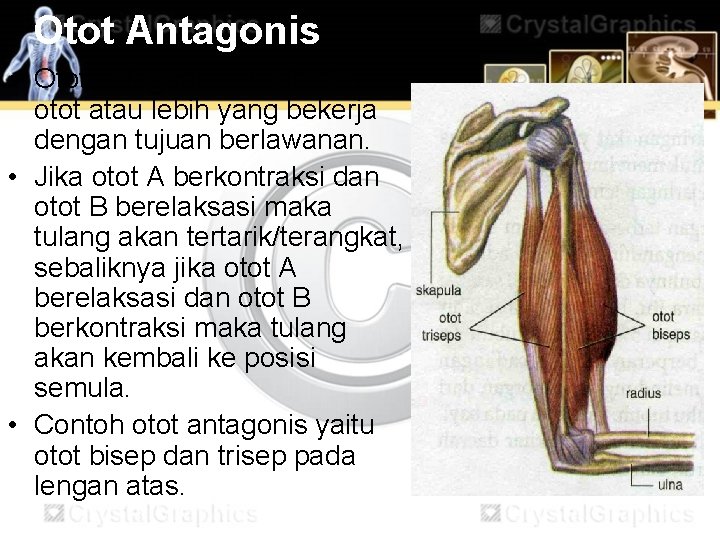 Otot Antagonis • Otot antagonis adalah dua otot atau lebih yang bekerja dengan tujuan