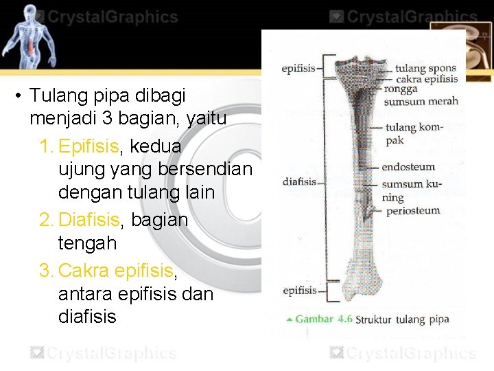  • Tulang pipa dibagi menjadi 3 bagian, yaitu 1. Epifisis, kedua ujung yang