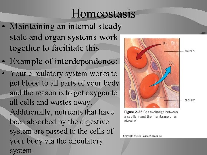 Homeostasis • Maintaining an internal steady state and organ systems work together to facilitate