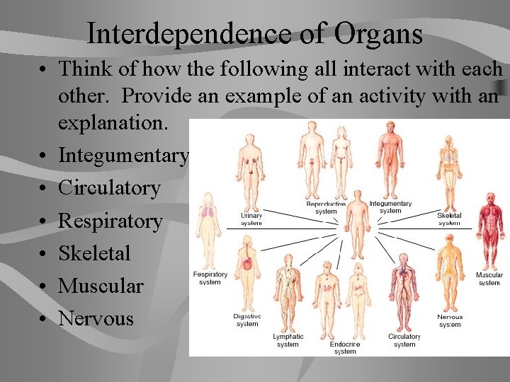 Interdependence of Organs • Think of how the following all interact with each other.